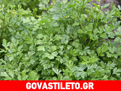 Ρόφημα μαϊντανού για τόνωση ολόκληρου του οργανισμού